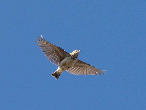 Kangaskiuru, Wood Lark, Lullula arborea
